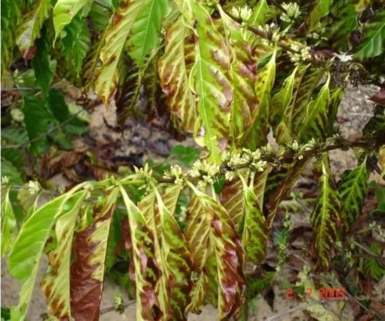 AGRICULTURA -Uso inadequado de fertilizantes em cafezais pode trazer problemas de efeito salino